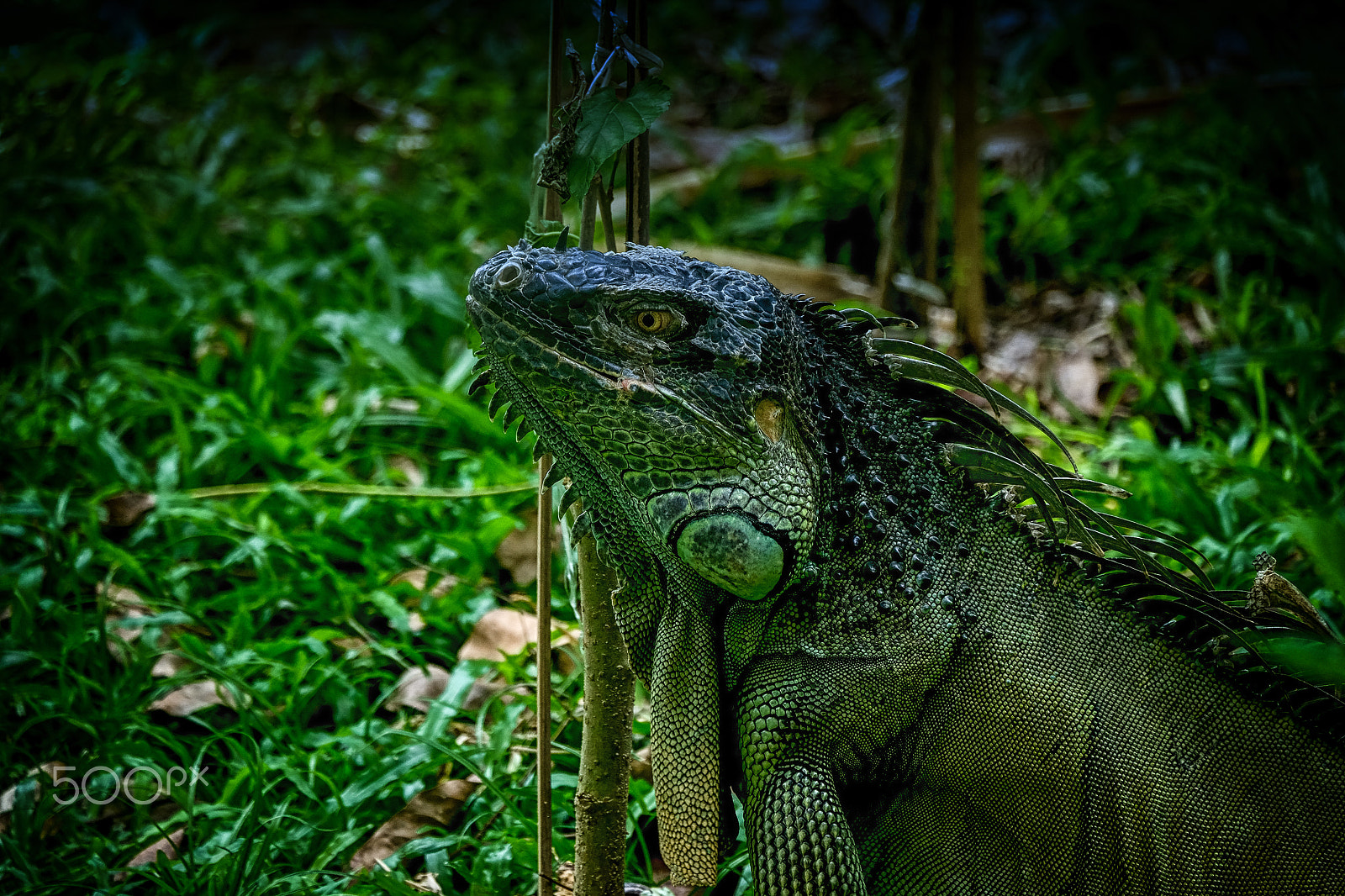 Fujifilm X-T1 + Fujifilm XC 50-230mm F4.5-6.7 OIS II sample photo. Green iguana photography