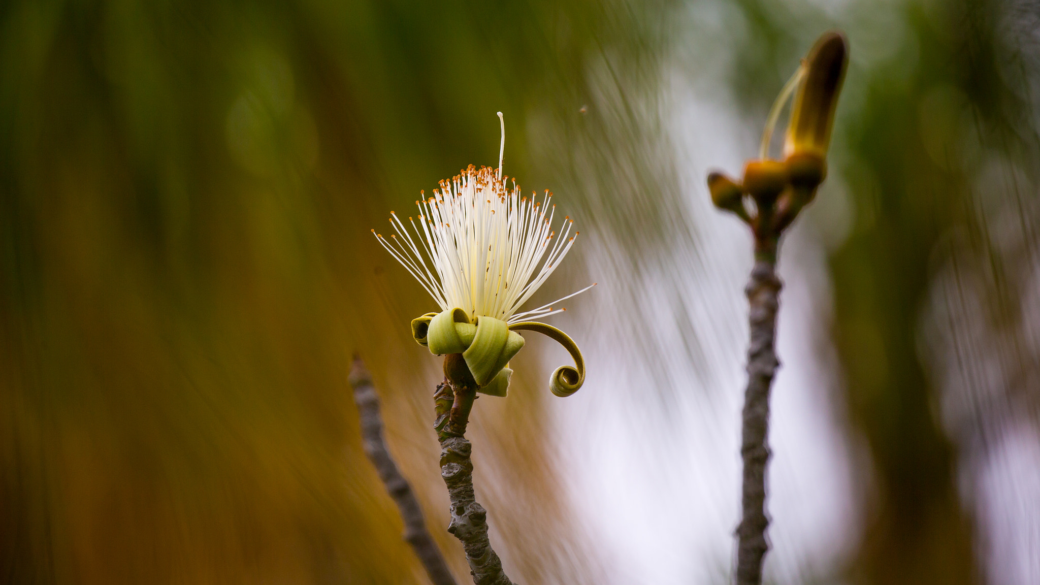Canon EF 100-400mm F4.5-5.6L IS II USM sample photo. Flower photography
