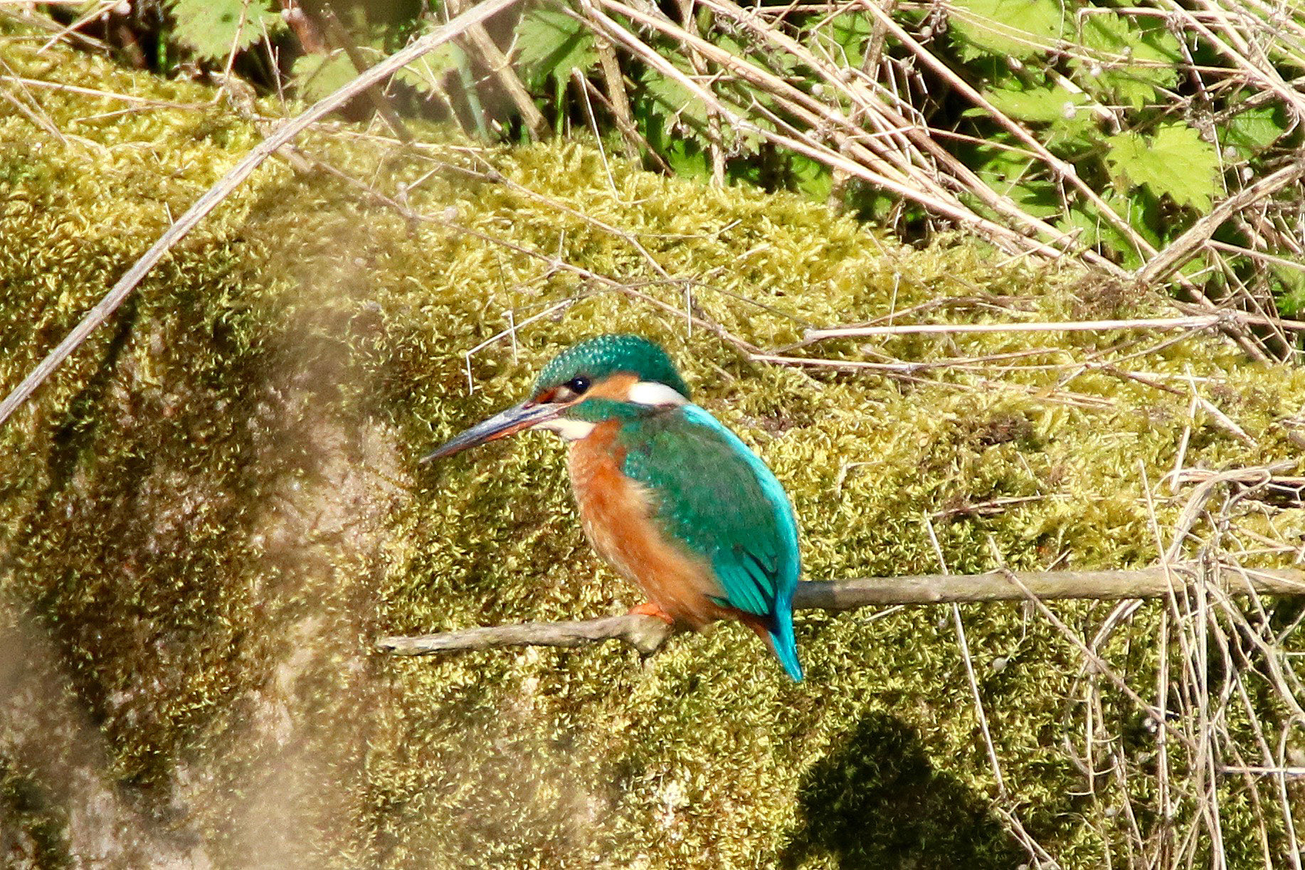 Tamron SP 150-600mm F5-6.3 Di VC USD sample photo. Spot the difference, male and female kingfishers photography