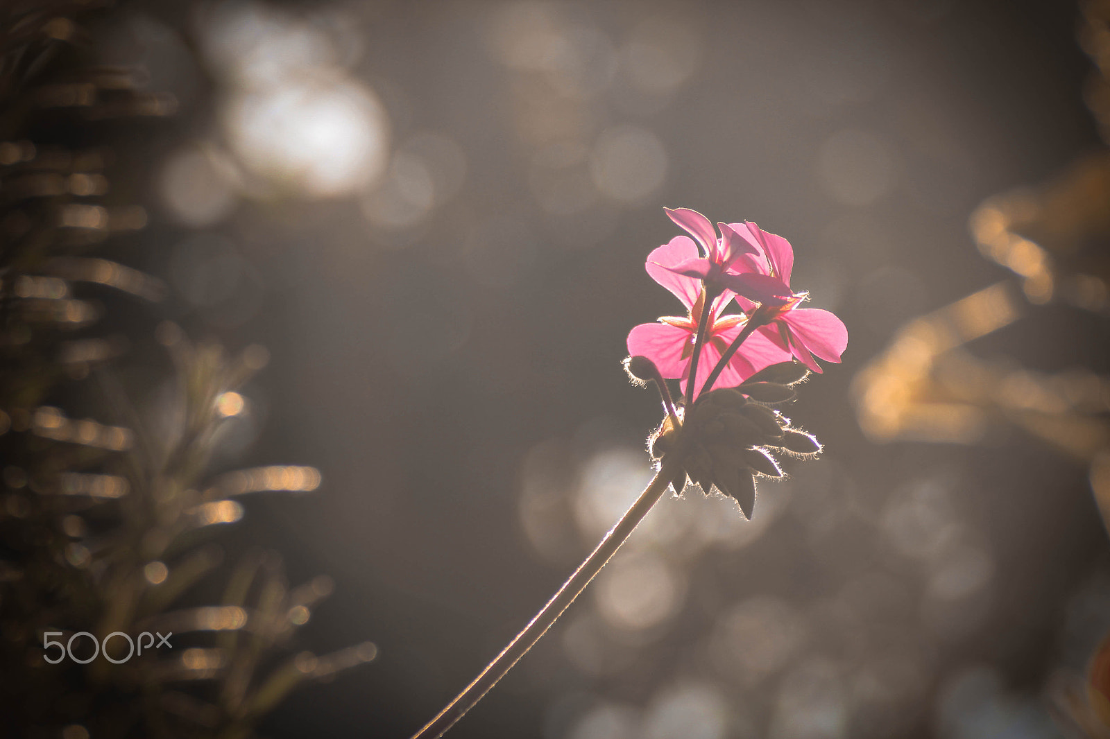 Canon EF 100-300mm f/5.6 sample photo. Sundown photography