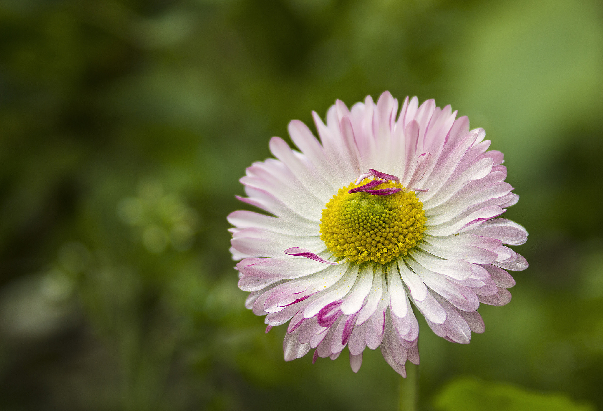 Canon EF 28-90mm f/4-5.6 sample photo. Flower.jpg photography