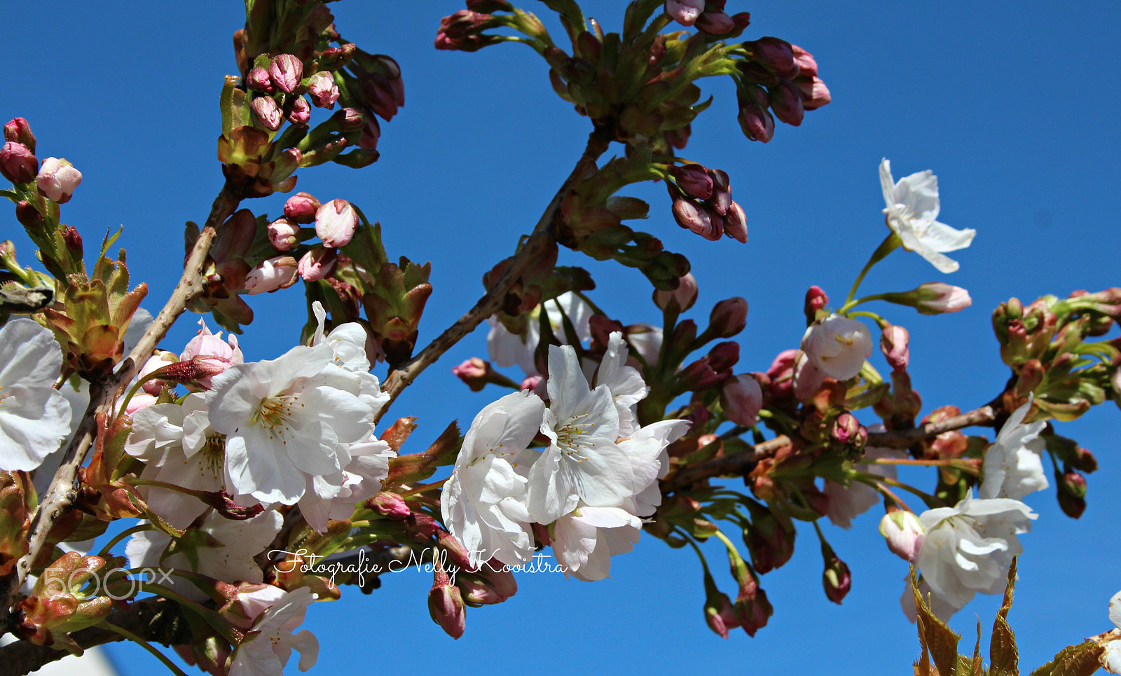 Canon EF-S 18-55mm F3.5-5.6 sample photo. Blossem photography