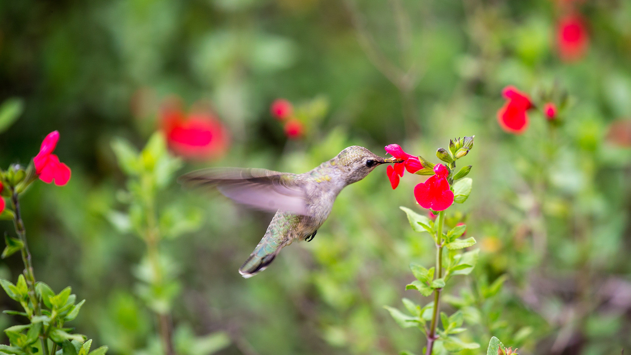 Canon EF 100-400mm F4.5-5.6L IS II USM sample photo. Hummingbird photography