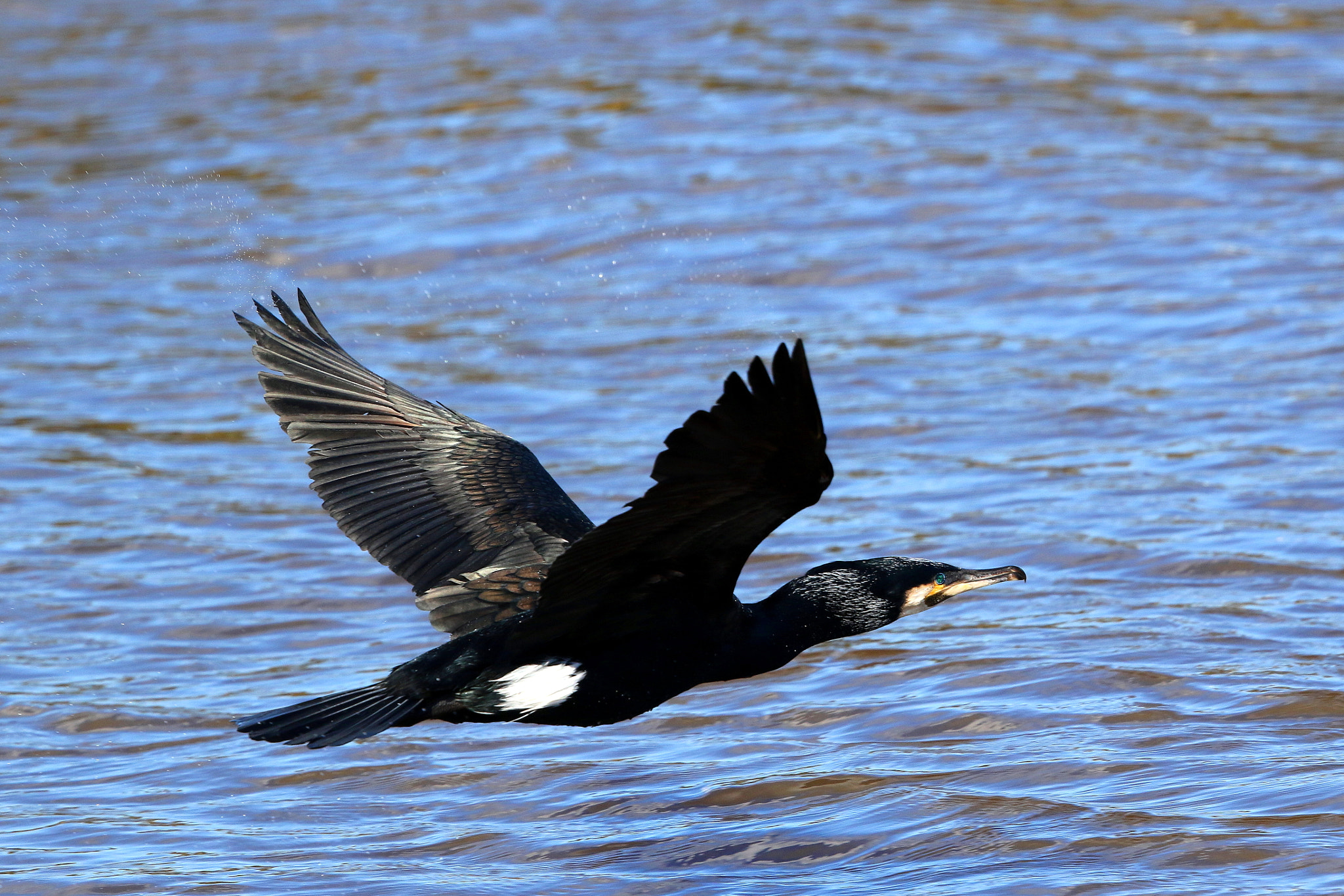 Canon EF 500mm F4L IS II USM sample photo. Cormorant in flight photography
