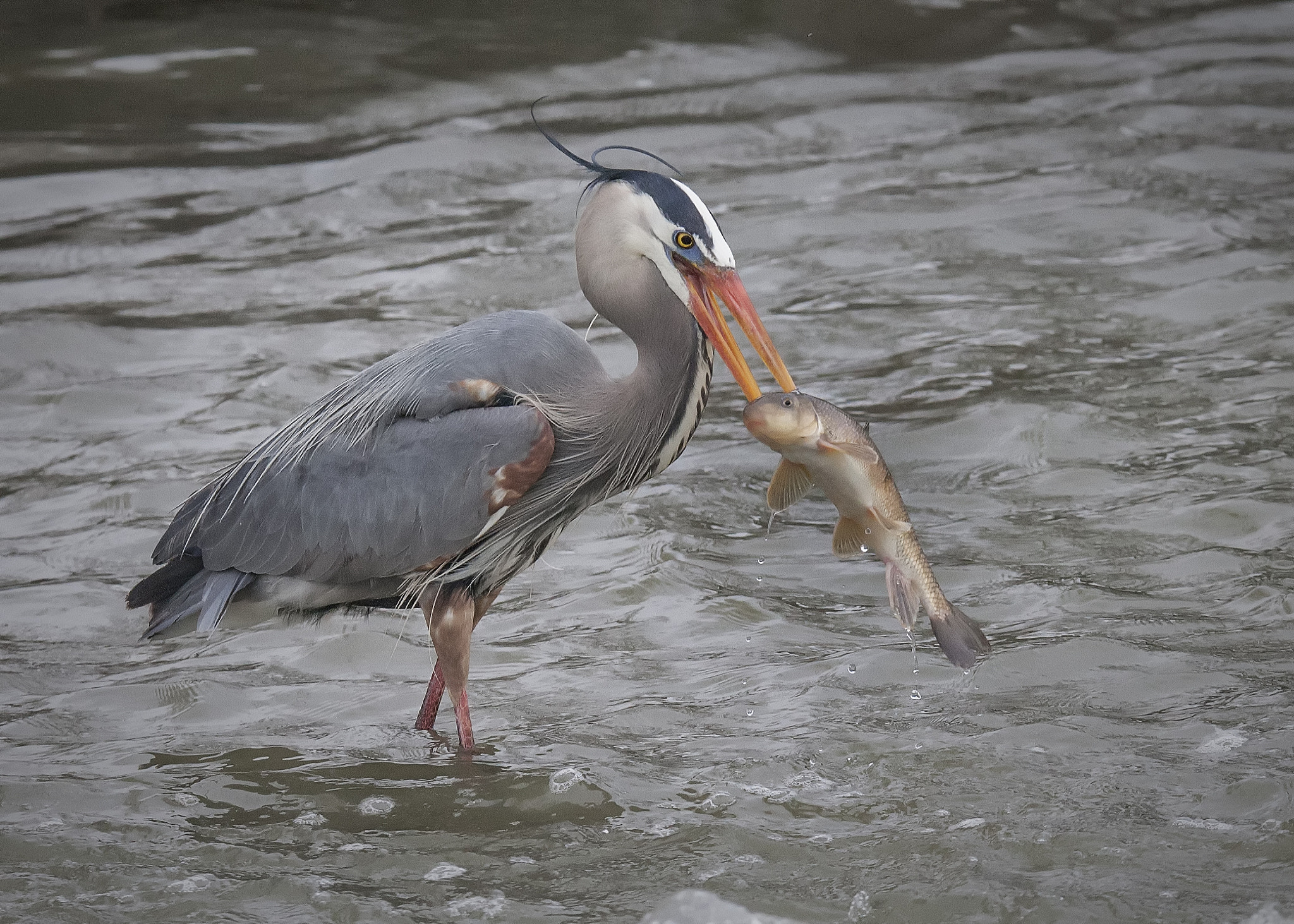 Canon EOS-1D Mark III + Tamron SP 150-600mm F5-6.3 Di VC USD sample photo. Heron fishing for lunch photography