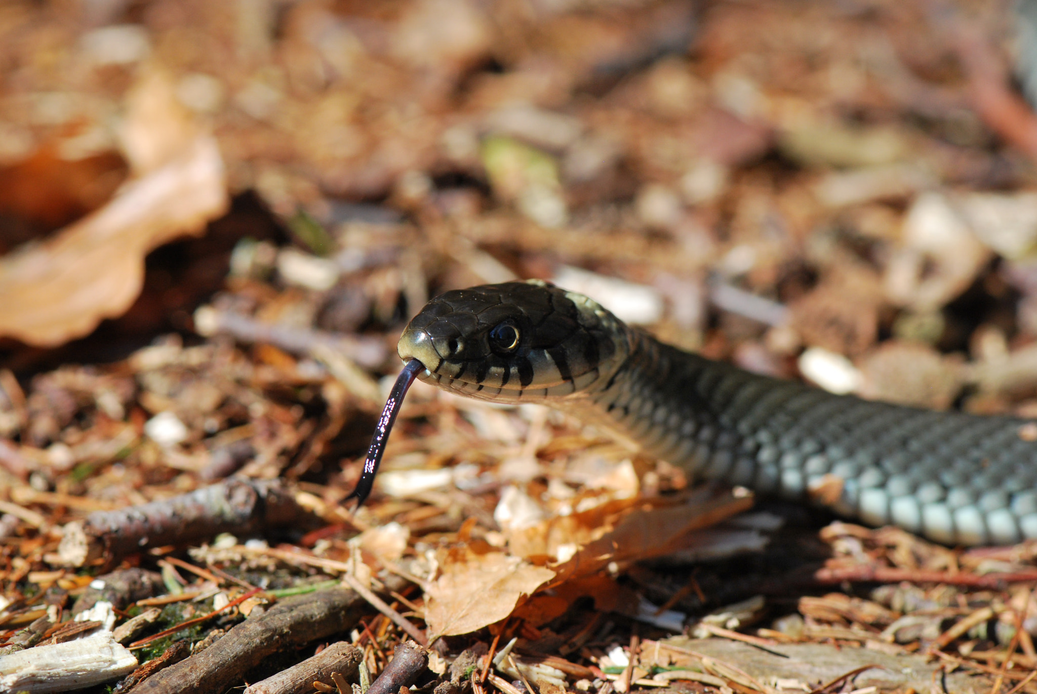 Nikon D60 + Nikon AF-S Micro-Nikkor 105mm F2.8G IF-ED VR sample photo. Snake photography