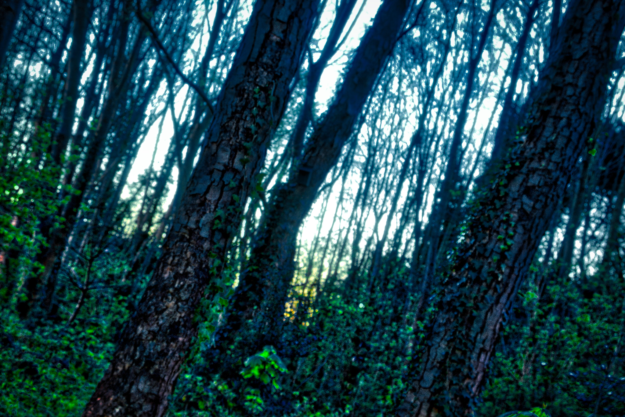 Sony Alpha NEX-7 + Sony E 18-55mm F3.5-5.6 OSS sample photo. Enchanted woodland photography