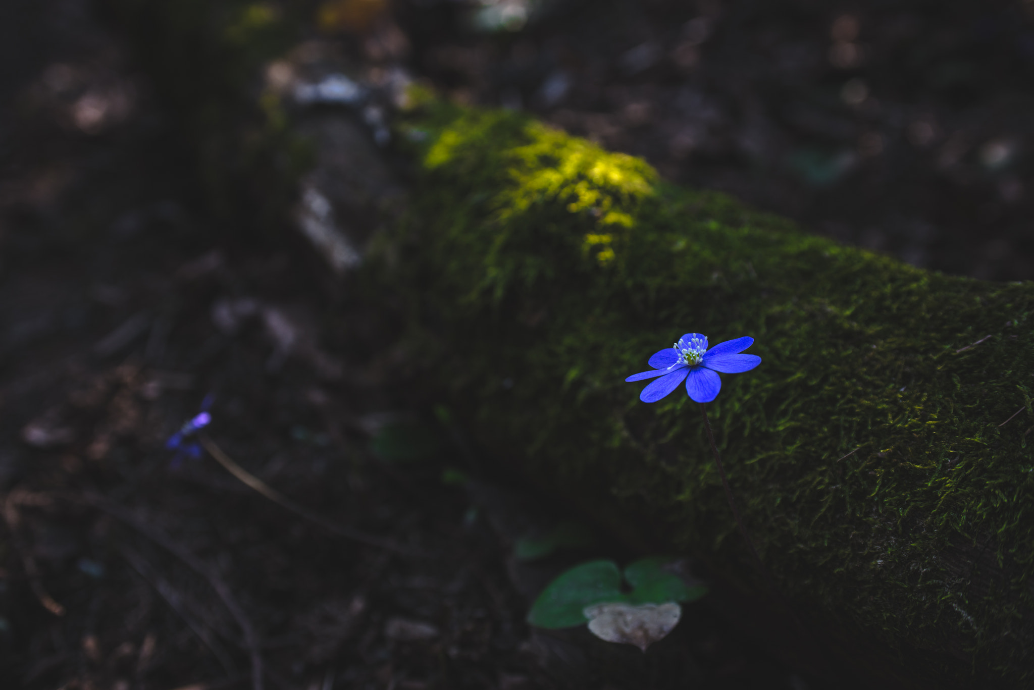 Nikon D610 + AF Zoom-Nikkor 35-70mm f/2.8D sample photo. Flower-power. photography