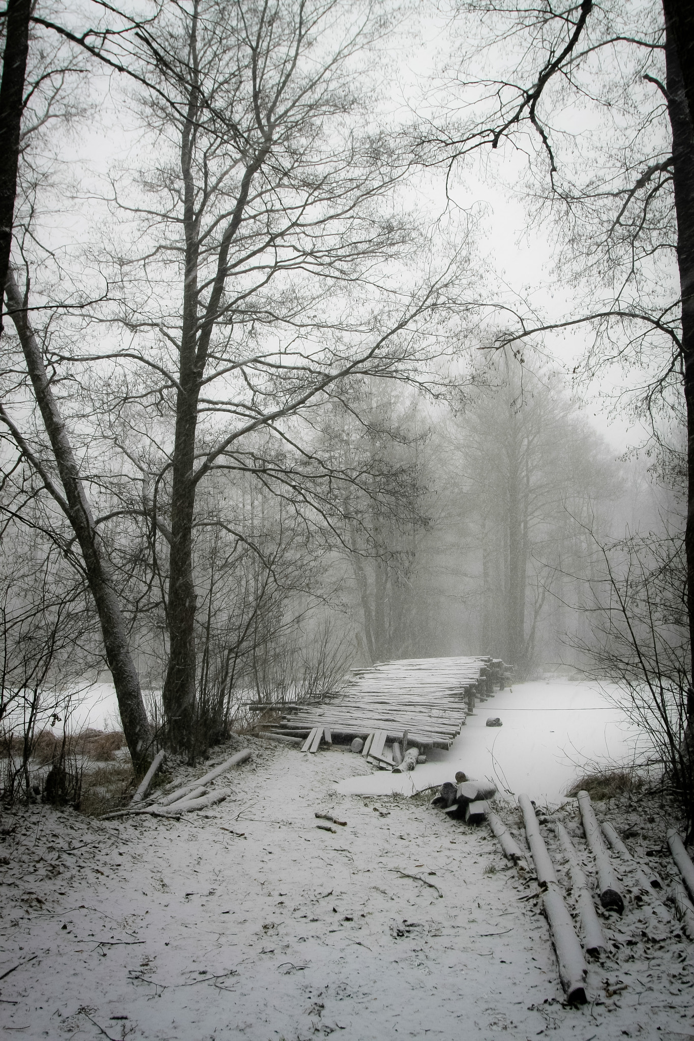 Canon EOS 40D + Sigma 20mm EX f/1.8 sample photo. Bridge in to swamp photography