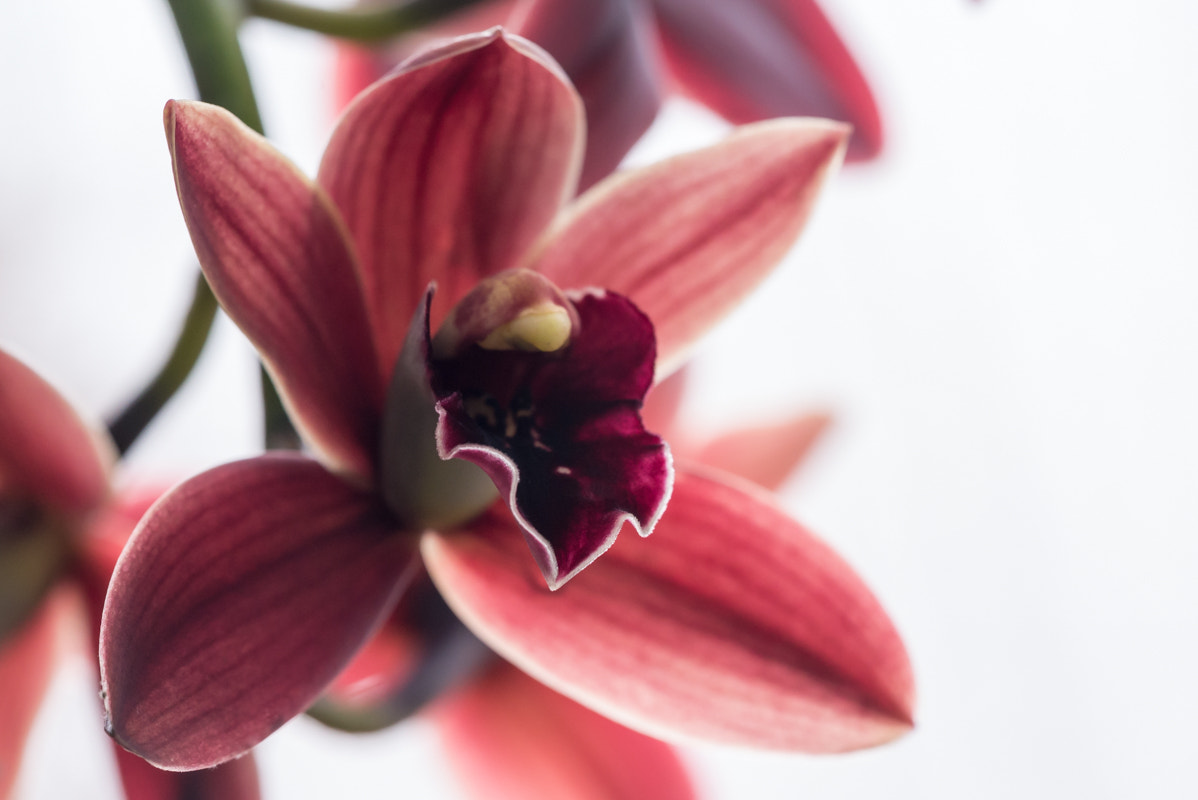 Sigma 150mm F2.8 EX DG Macro HSM sample photo. Wine-colored orchid photography
