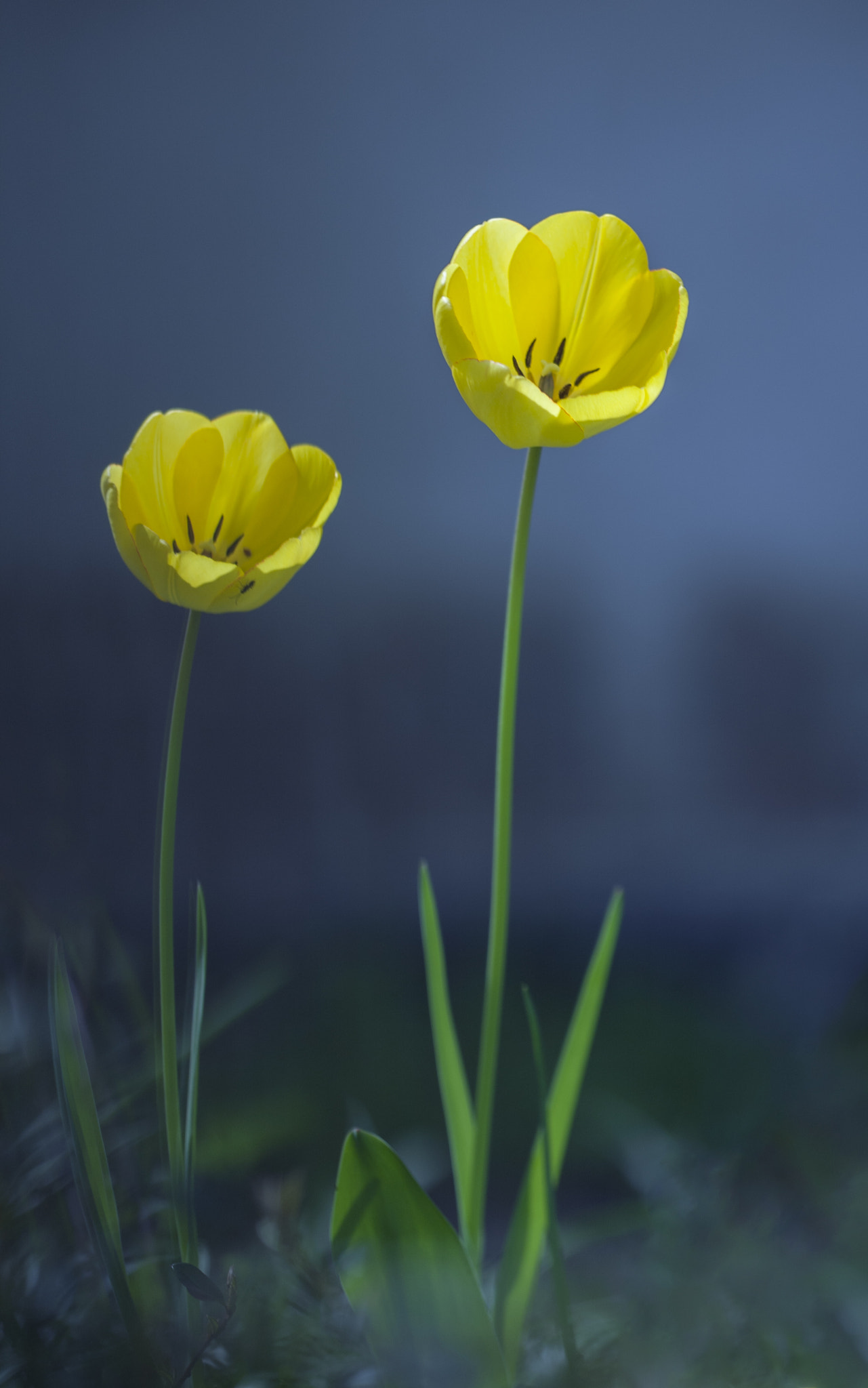 Sigma APO Macro 150mm f/2.8 EX DG HSM sample photo. Kiasmos photography