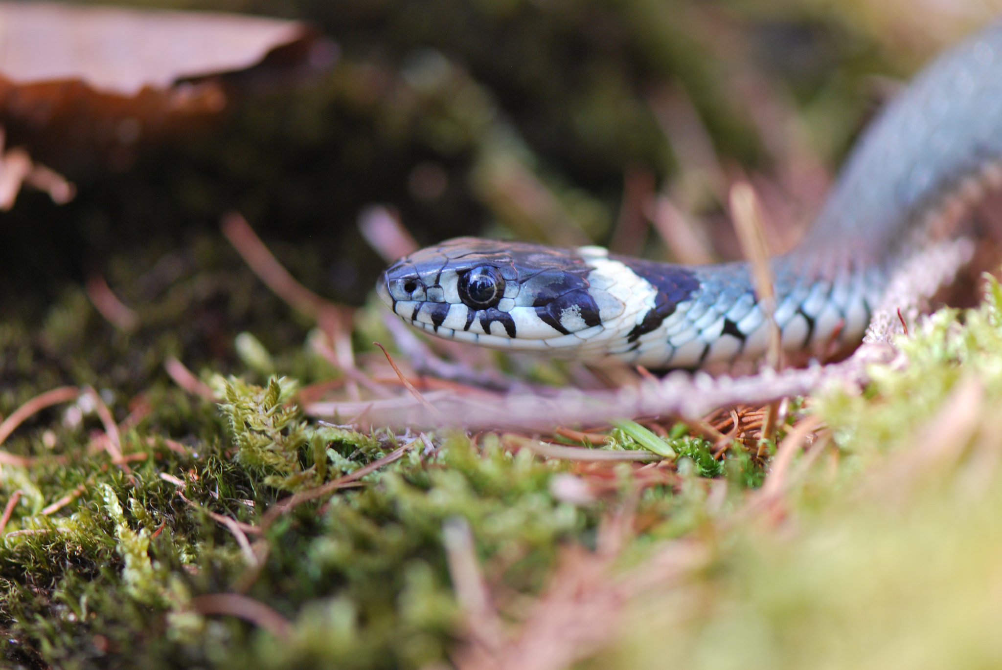 Nikon D60 sample photo. Snake in forest floor photography