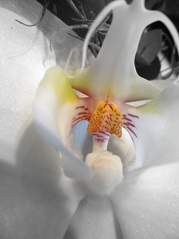 Panasonic DMC-SZ3 sample photo. Masquerade photography