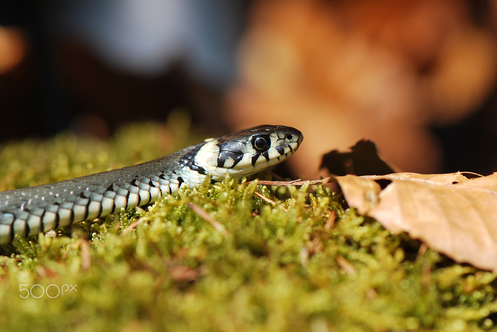 Nikon D60 sample photo. Grass snake photography