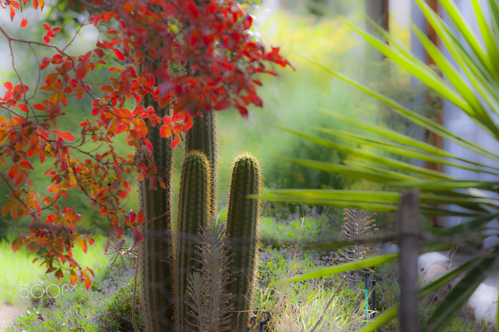 Canon EOS-1D Mark III sample photo. Derust garden photography