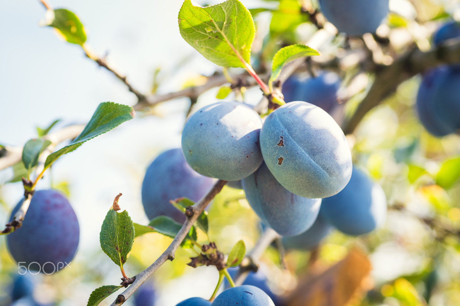 Nikon D810 + Sigma 70mm F2.8 EX DG Macro sample photo. Plum tree with ripe juicy fruits in sunshine photography