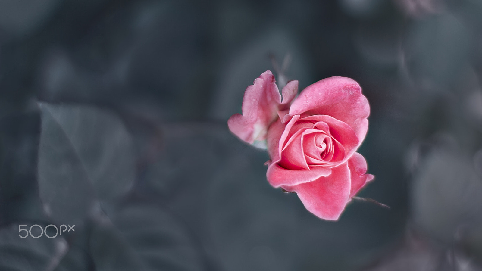 Canon EOS 550D (EOS Rebel T2i / EOS Kiss X4) + Canon EF 50mm F1.4 USM sample photo. Fire in a soul.jpg photography