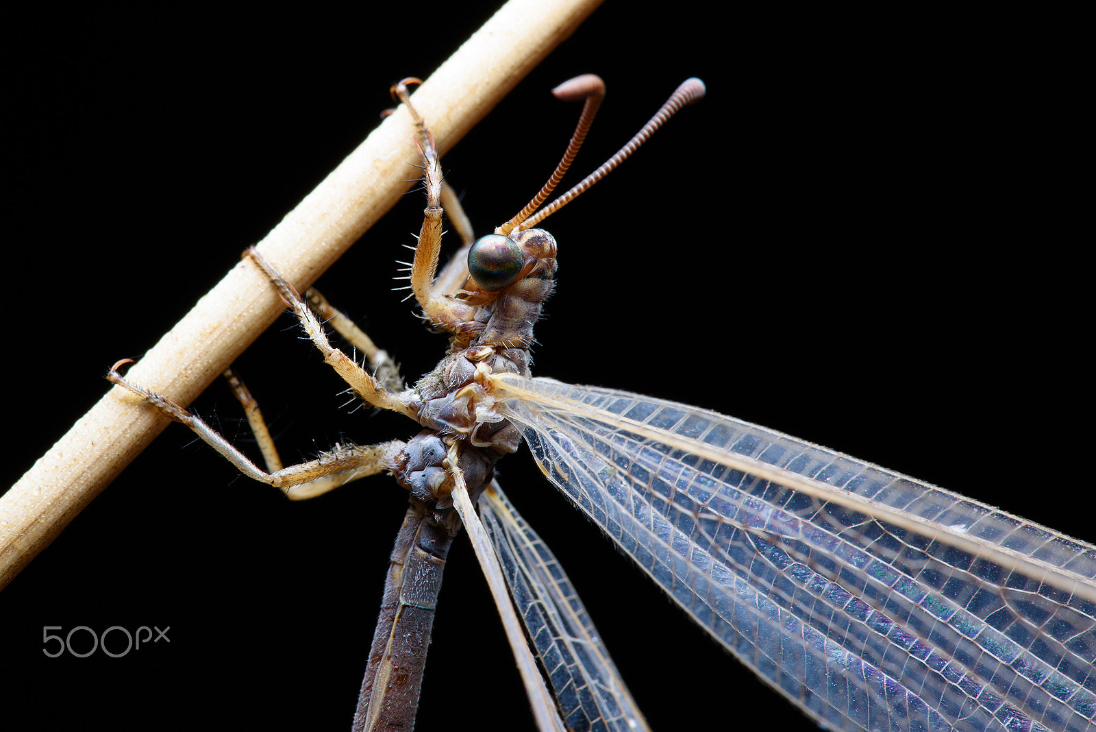 Sigma 150mm F2.8 EX DG Macro HSM sample photo. Galaxy eyes photography