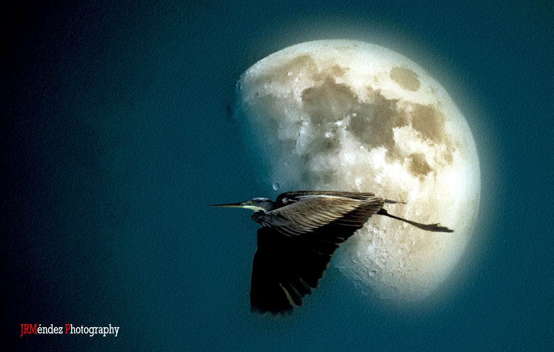 Canon EF 200mm f/1.8L sample photo. La garza y la luna photography