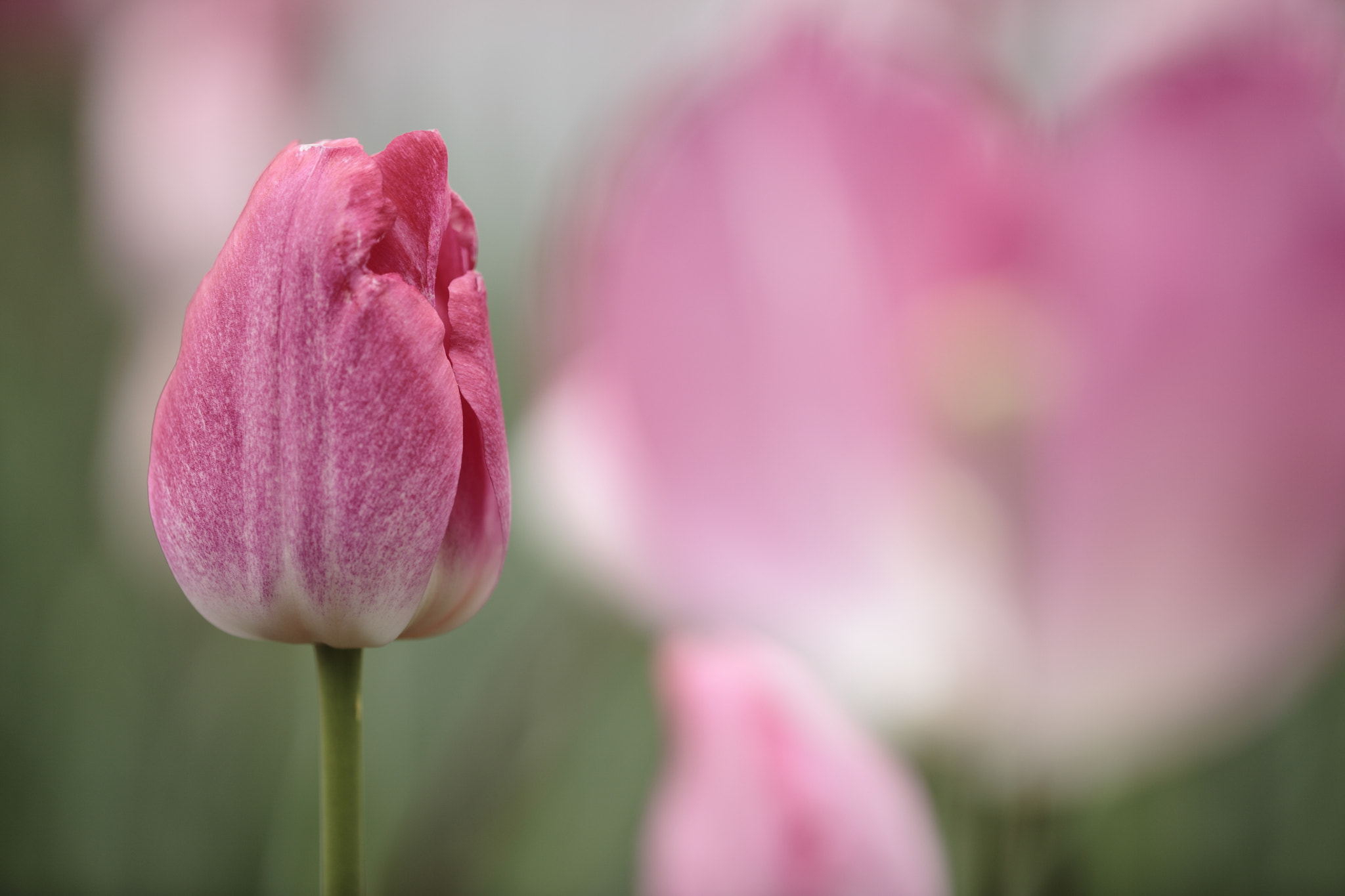 Canon EF 180mm F3.5L Macro USM sample photo. Pink tulips photography