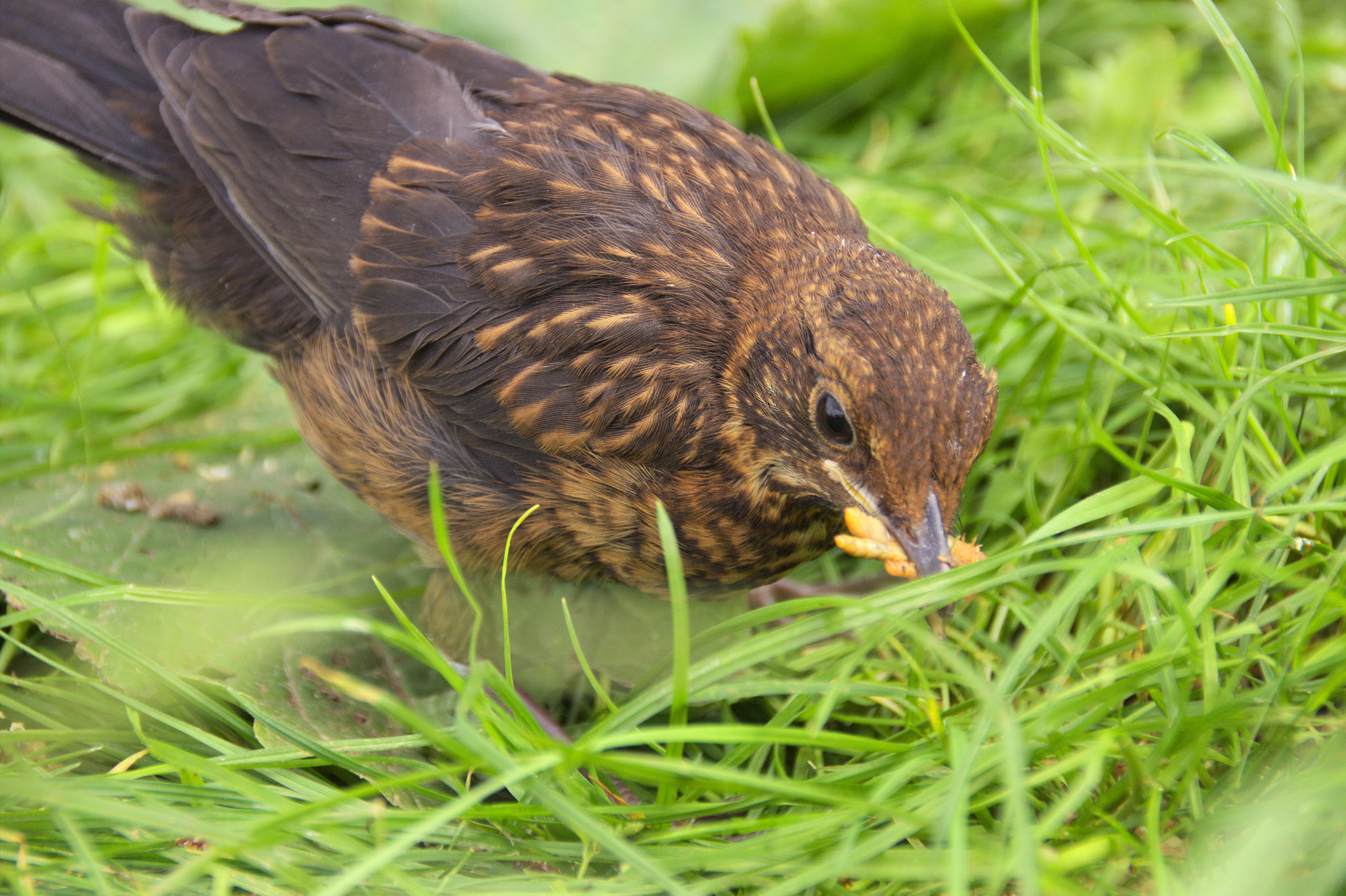 Canon EOS 600D (Rebel EOS T3i / EOS Kiss X5) sample photo. Young black bird photography