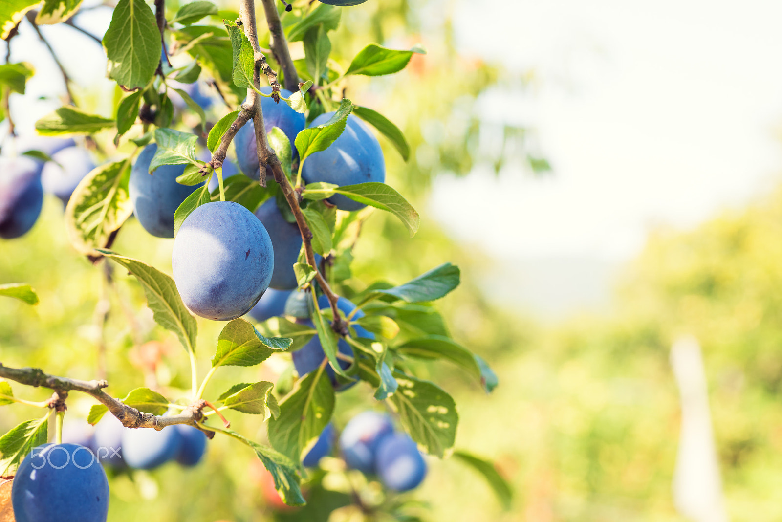 Nikon D810 + Sigma 70mm F2.8 EX DG Macro sample photo. Plum tree with ripe juicy fruits in sunshine photography