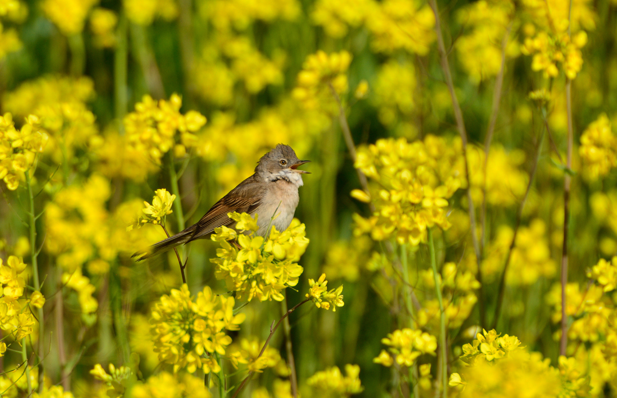 Nikon D600 sample photo. Grasmus photography