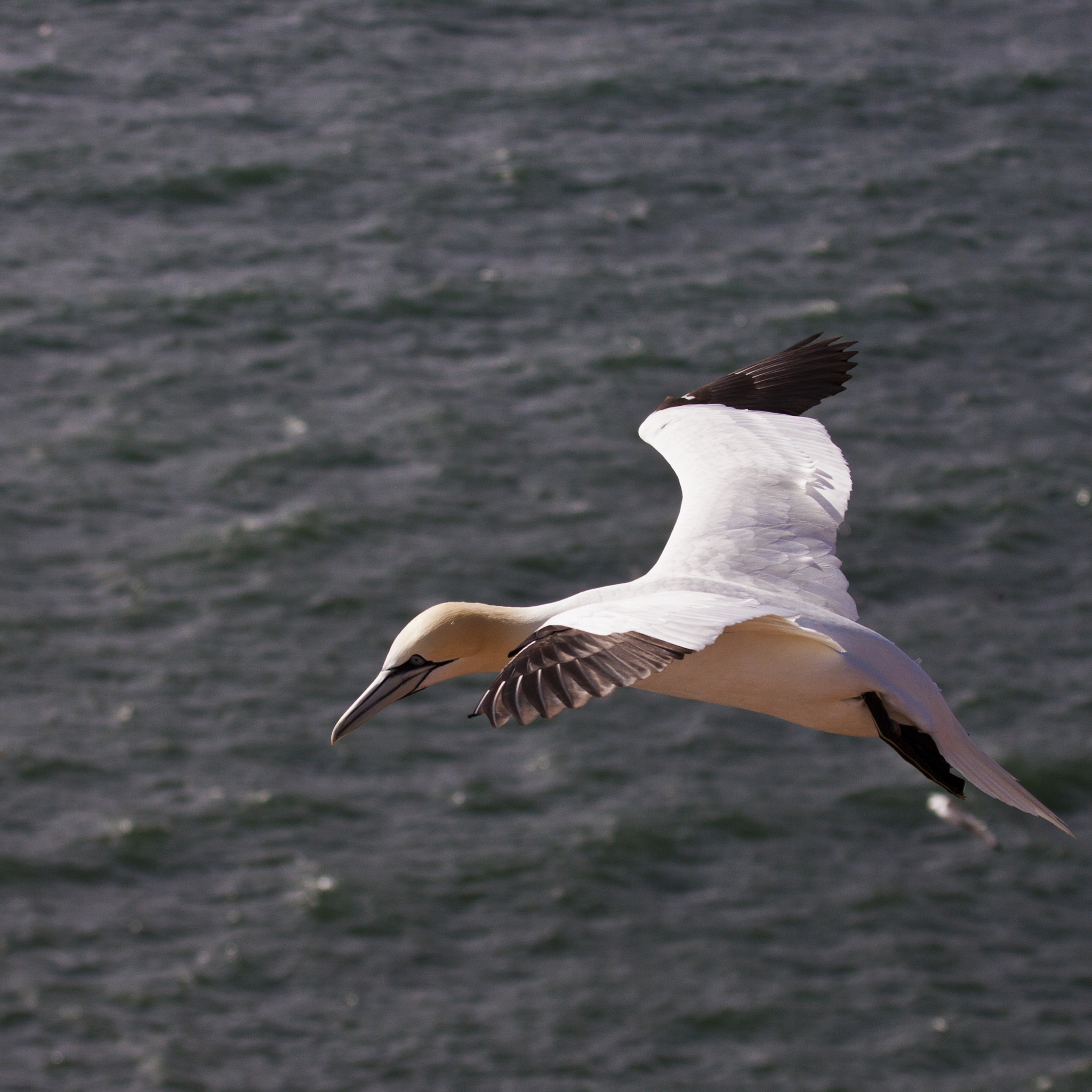 Canon EF 100-400mm F4.5-5.6L IS USM sample photo. Animals of helgoland photography