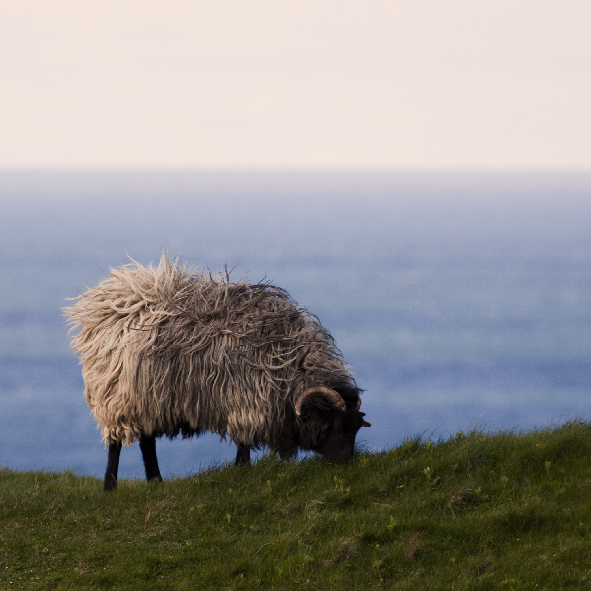 Canon EF 100-400mm F4.5-5.6L IS USM sample photo. Animals of helgoland photography