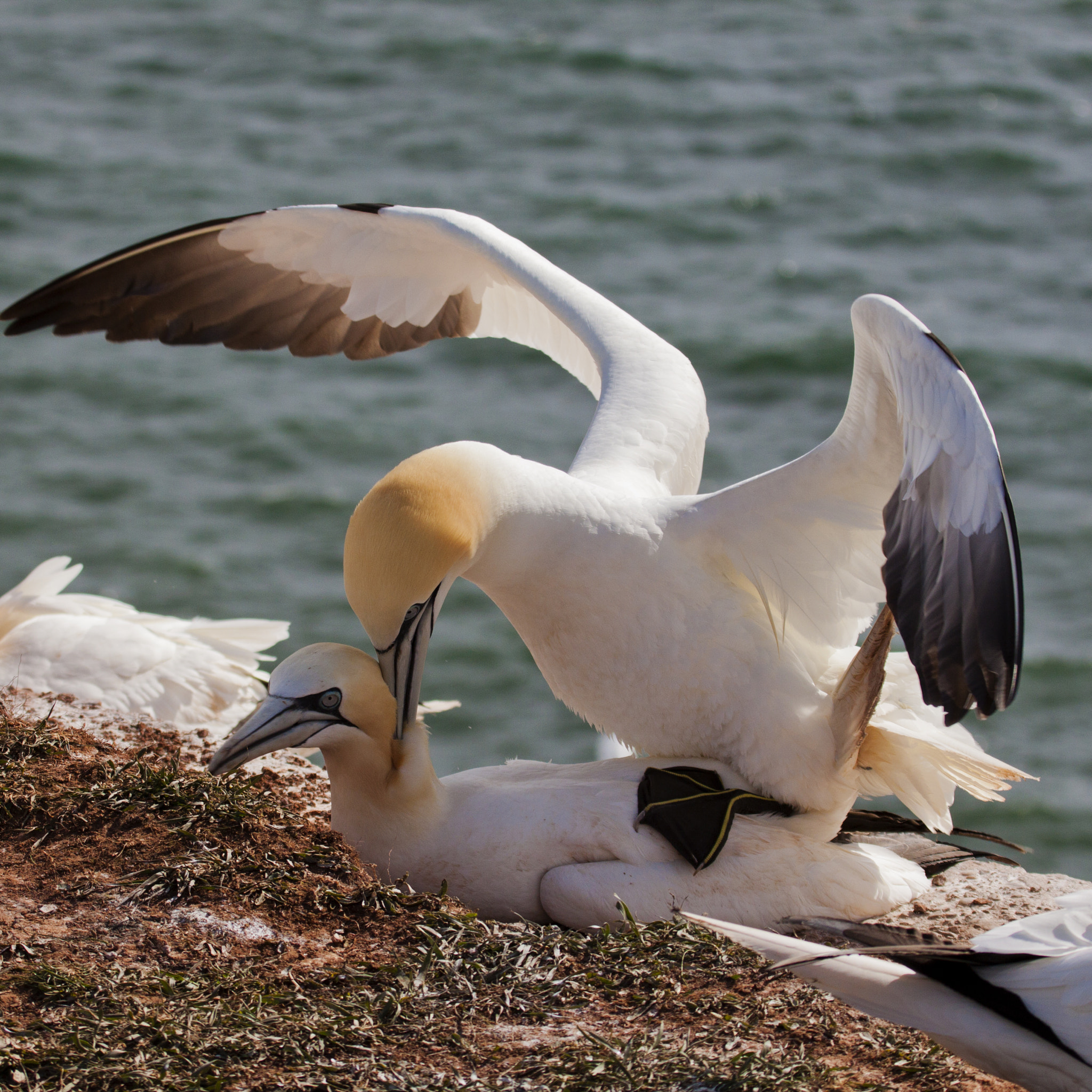 Canon EF 100-400mm F4.5-5.6L IS USM sample photo. Animals of helgoland photography