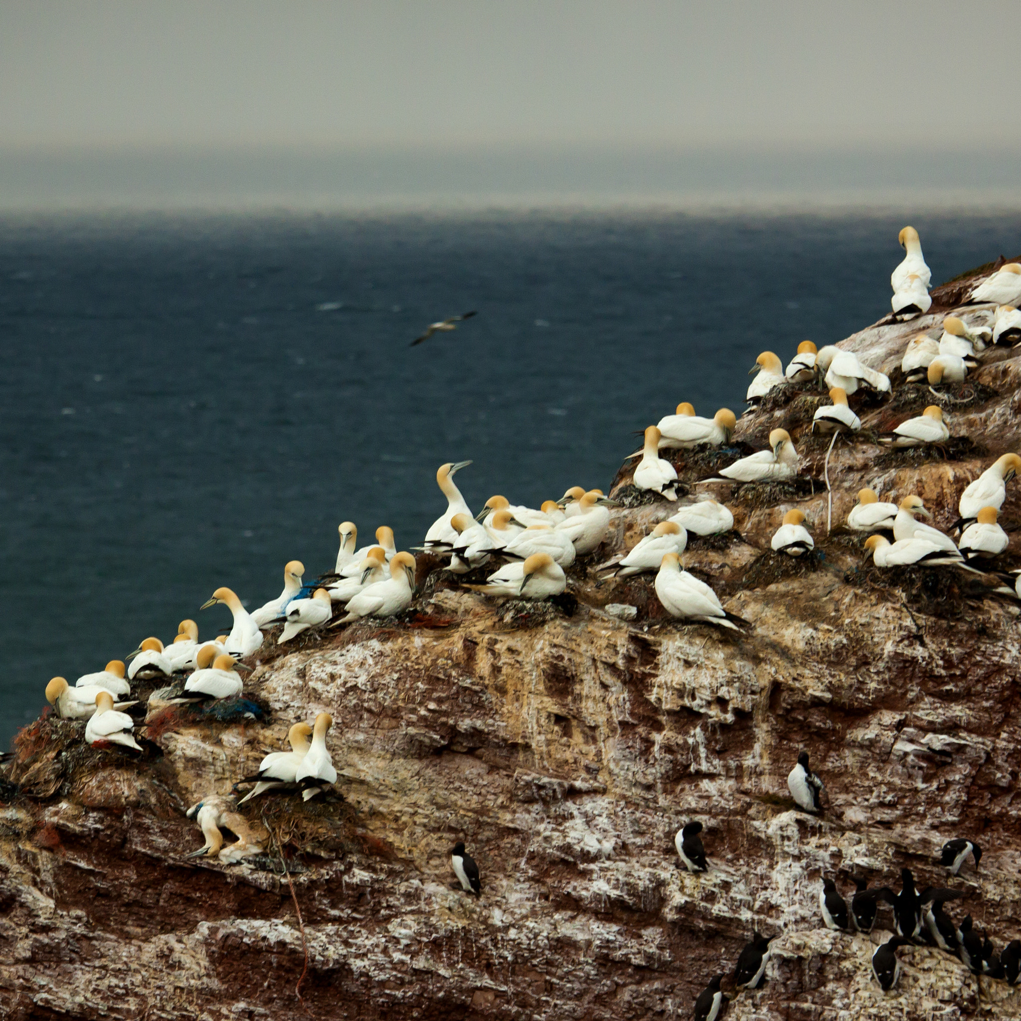 Canon EF 100-400mm F4.5-5.6L IS USM sample photo. Animals of helgoland photography
