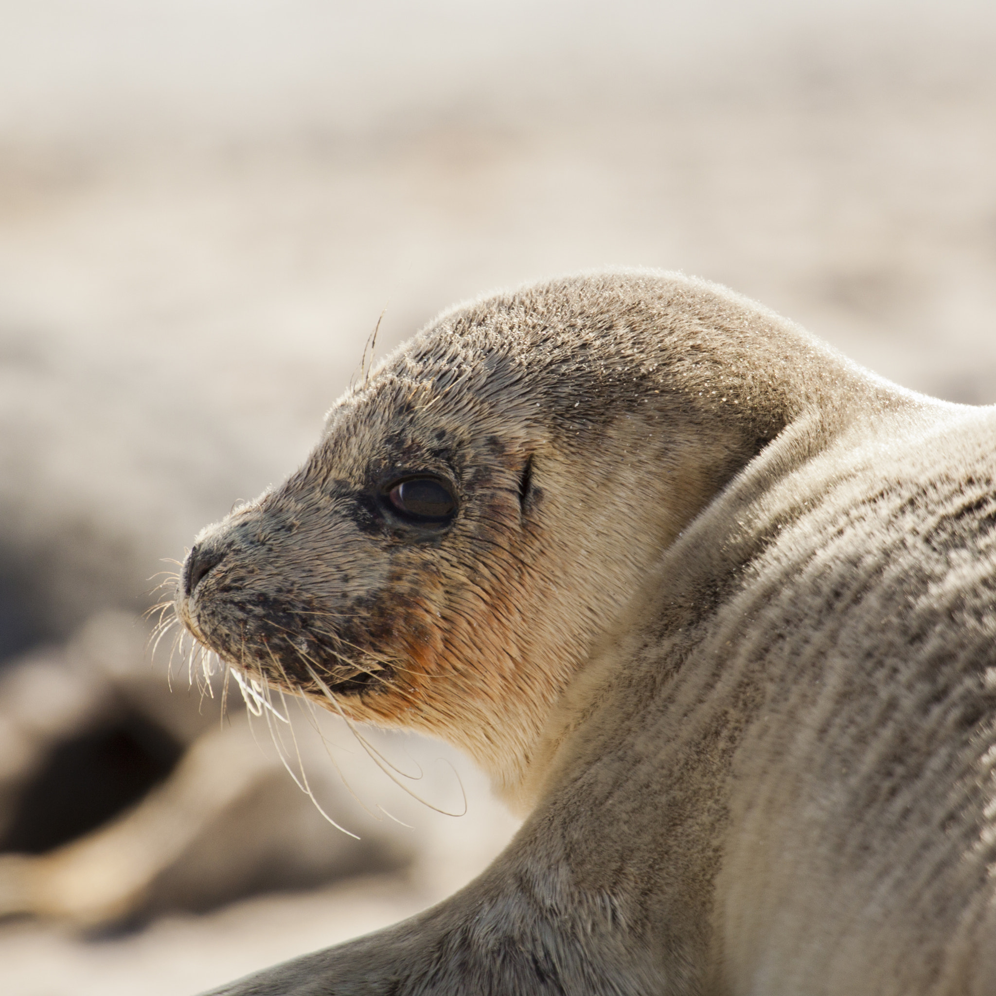 Canon EF 100-400mm F4.5-5.6L IS USM sample photo. Animals of helgoland photography