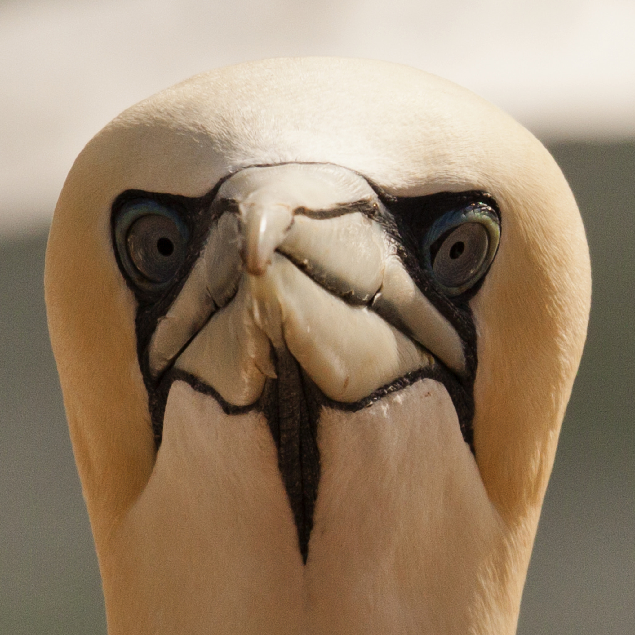 Canon EF 100-400mm F4.5-5.6L IS USM sample photo. Animals of helgoland photography