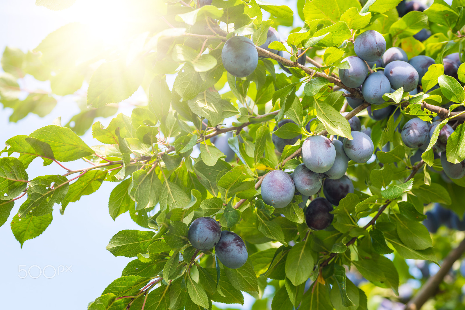 Nikon D810 + Sigma 70mm F2.8 EX DG Macro sample photo. Plum tree with ripe juicy fruits in sunshine photography