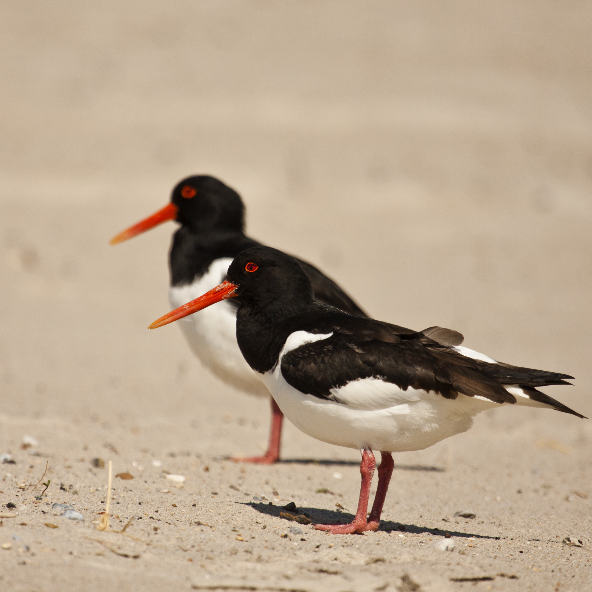 Canon EF 100-400mm F4.5-5.6L IS USM sample photo. Animals of helgoland photography