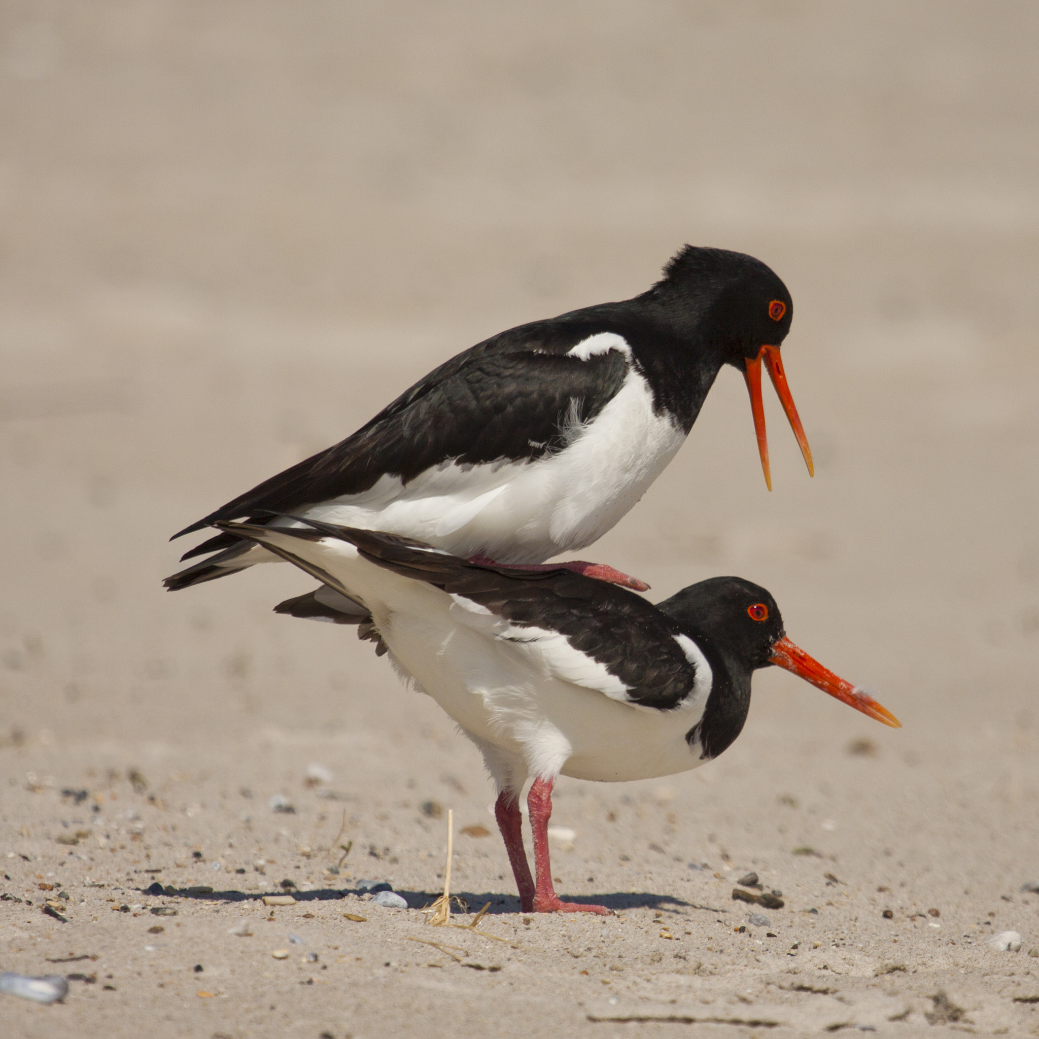 Canon EF 100-400mm F4.5-5.6L IS USM sample photo. Animals of helgoland photography