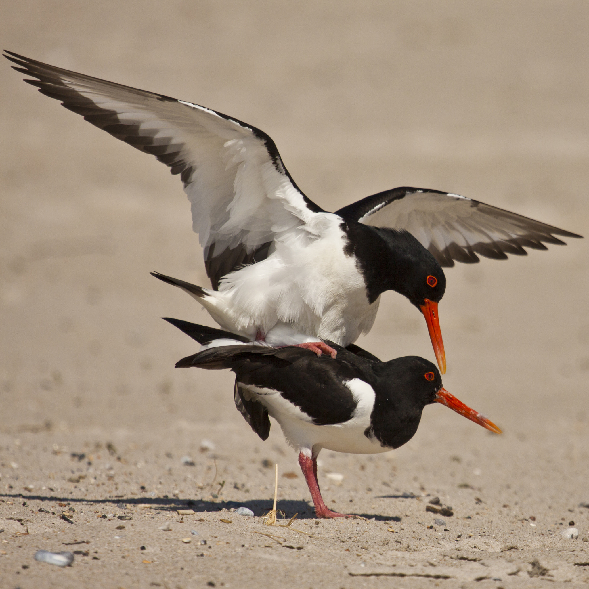 Canon EF 100-400mm F4.5-5.6L IS USM sample photo. Animals of helgoland photography