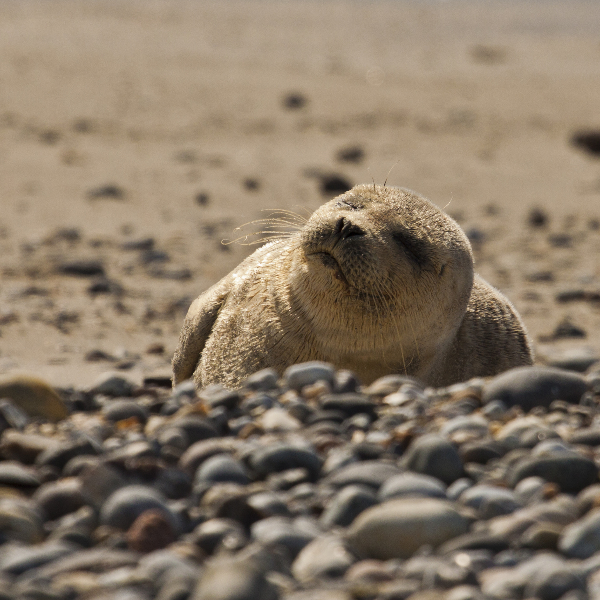 Canon EF 100-400mm F4.5-5.6L IS USM sample photo. Animals of helgoland photography