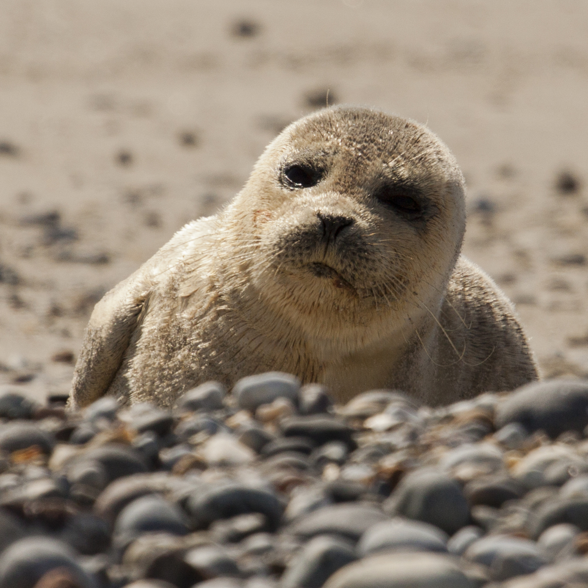 Canon EF 100-400mm F4.5-5.6L IS USM sample photo. Animals of helgoland photography