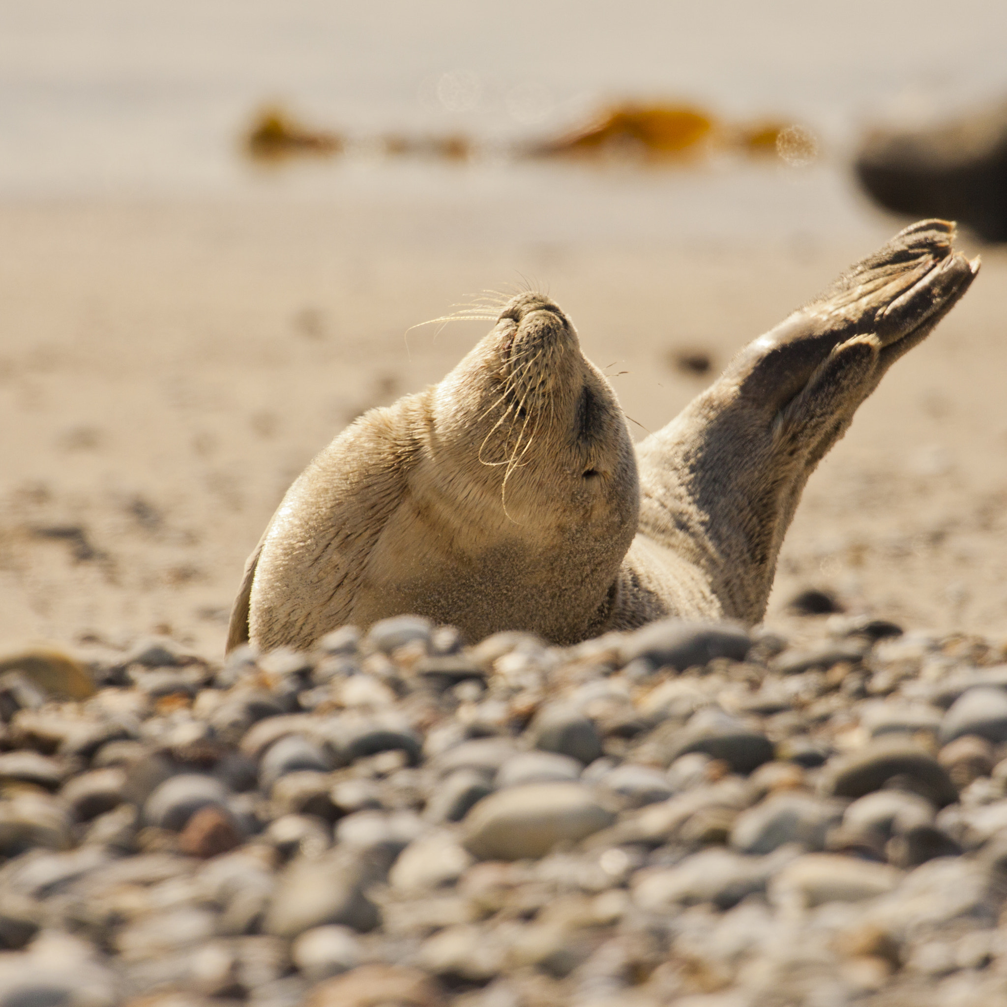 Canon EF 100-400mm F4.5-5.6L IS USM sample photo. Animals of helgoland photography