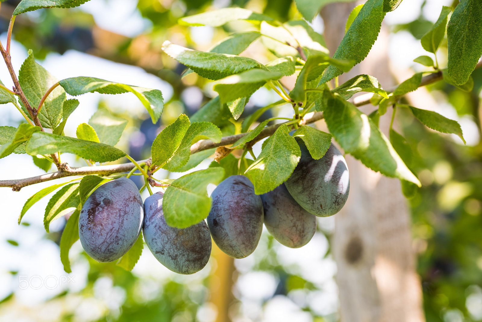 Nikon D810 + Sigma 70mm F2.8 EX DG Macro sample photo. Plum tree with ripe juicy fruits in sunshine photography