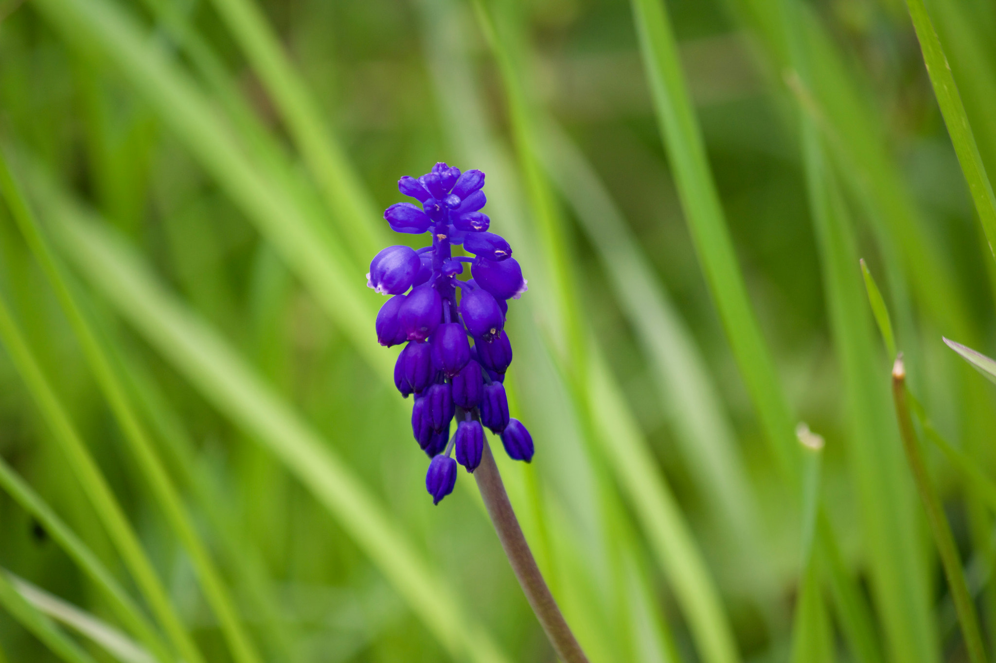 Canon EF-S 55-250mm F4-5.6 IS sample photo. A whats her name flower photography
