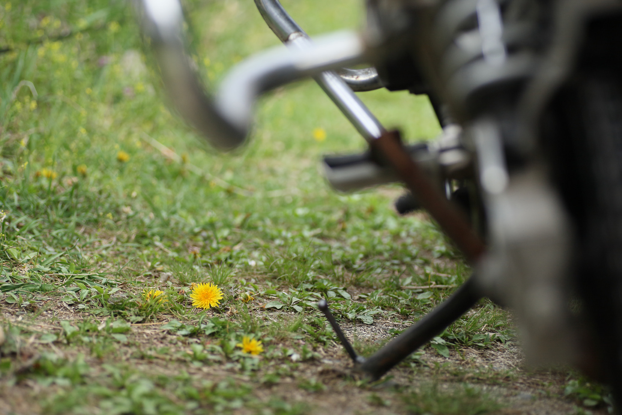 Canon EOS-1D Mark III + Tamron SP AF 90mm F2.8 Di Macro sample photo. 路傍の花 photography