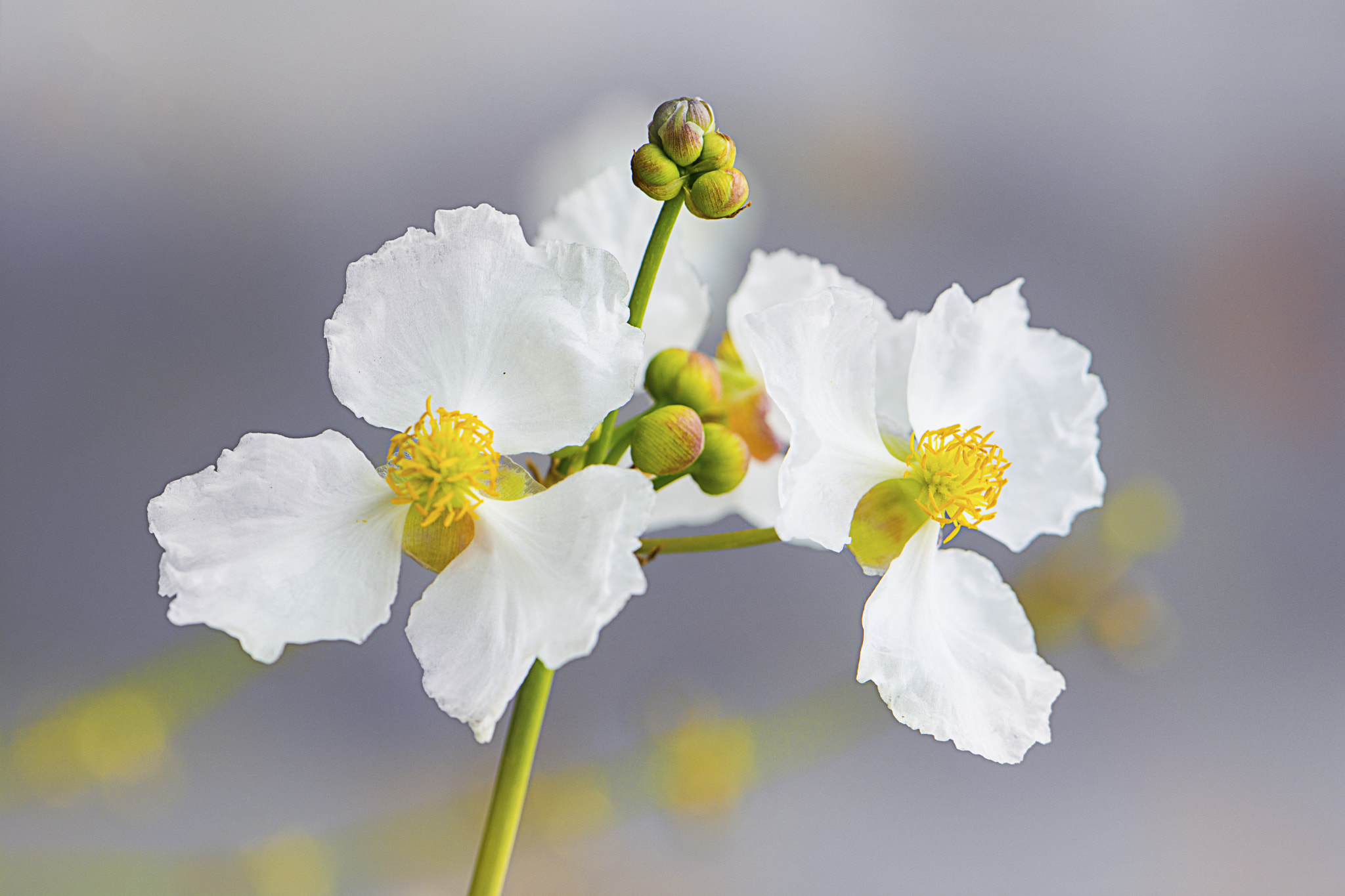 Nikon AF-S DX Micro-Nikkor 85mm F3.5G ED VR sample photo. White in spring photography