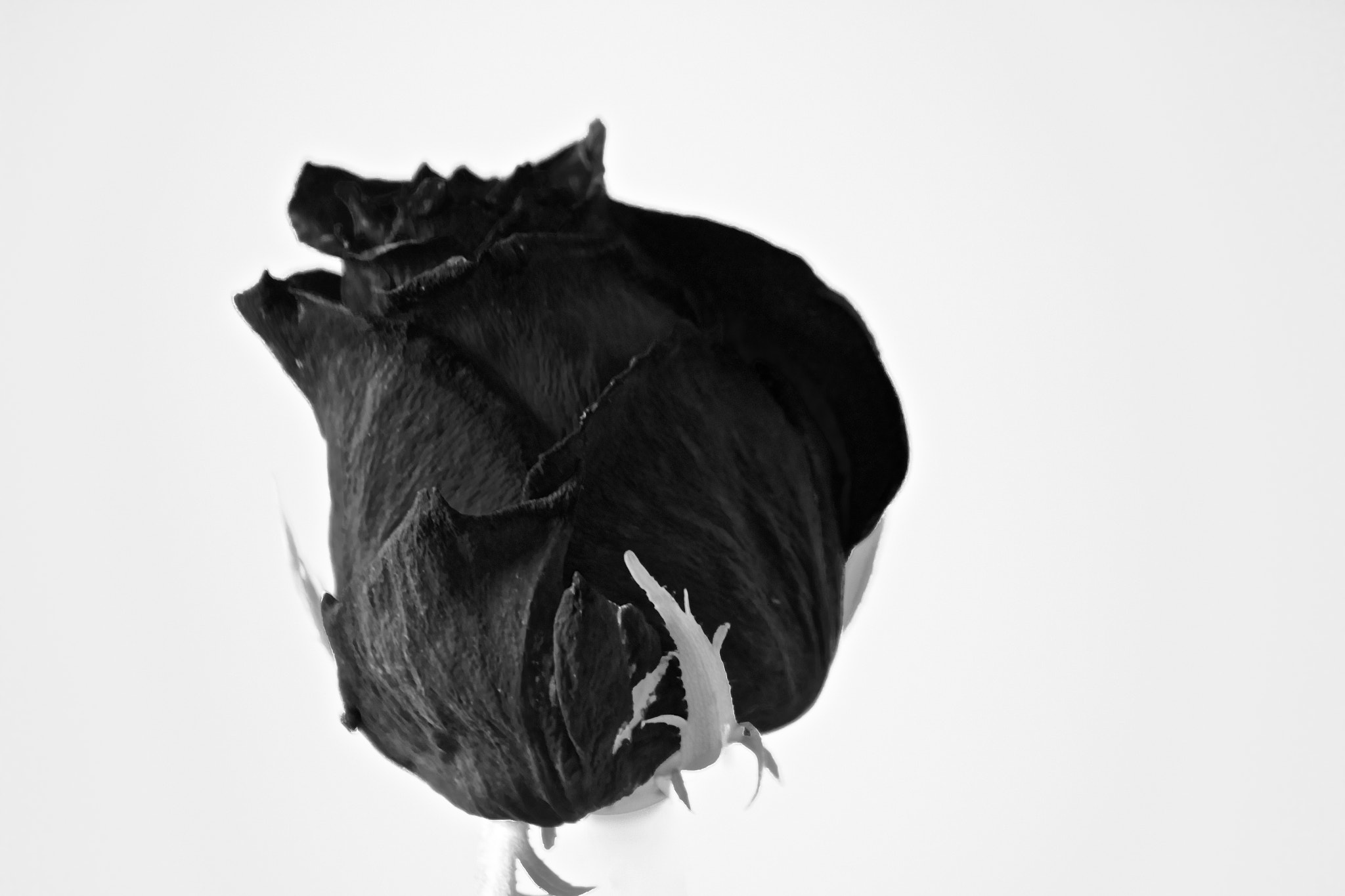Canon EF-S 55-250mm F4-5.6 IS sample photo. Dark rose photography