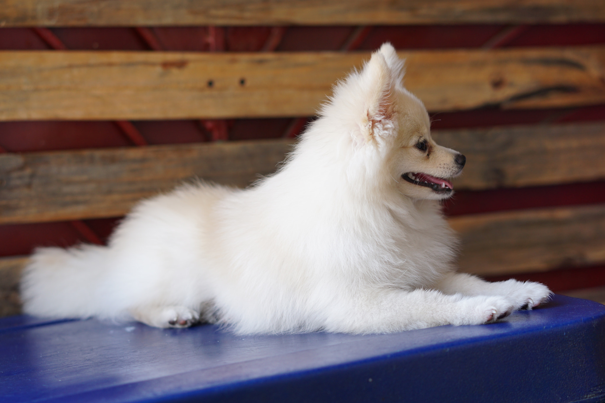Sony Sonnar T* FE 55mm F1.8 ZA sample photo. Almond is his name photography