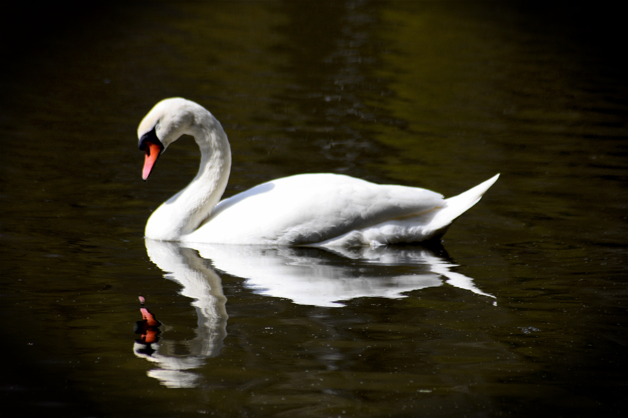 Sigma 70-300mm F4-5.6 APO DG Macro sample photo. Sleeping swan photography