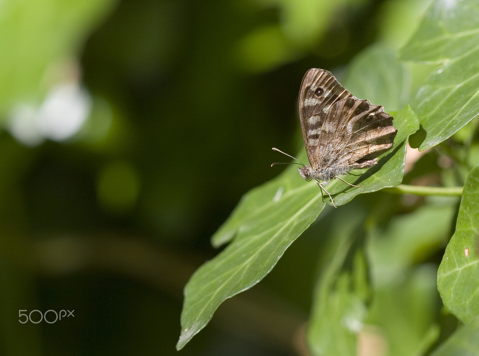 Canon EOS 30D + Canon EF 100mm F2.8 Macro USM sample photo. Speckled wood butterfly photography