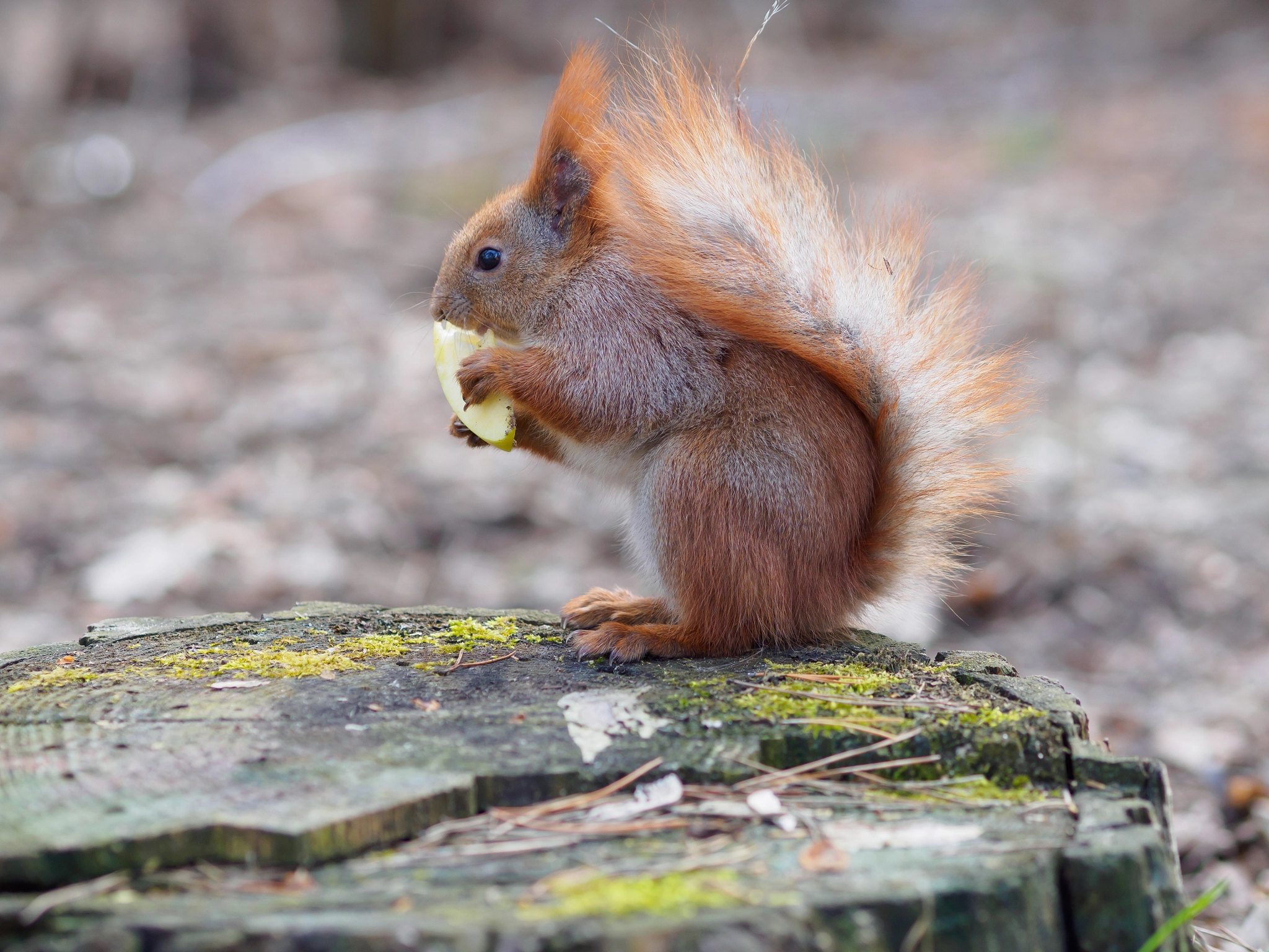 Olympus OM-D E-M10 II + Olympus M.Zuiko Digital ED 75mm F1.8 sample photo. Cute red squirrel eating apple and posing on the stump photography