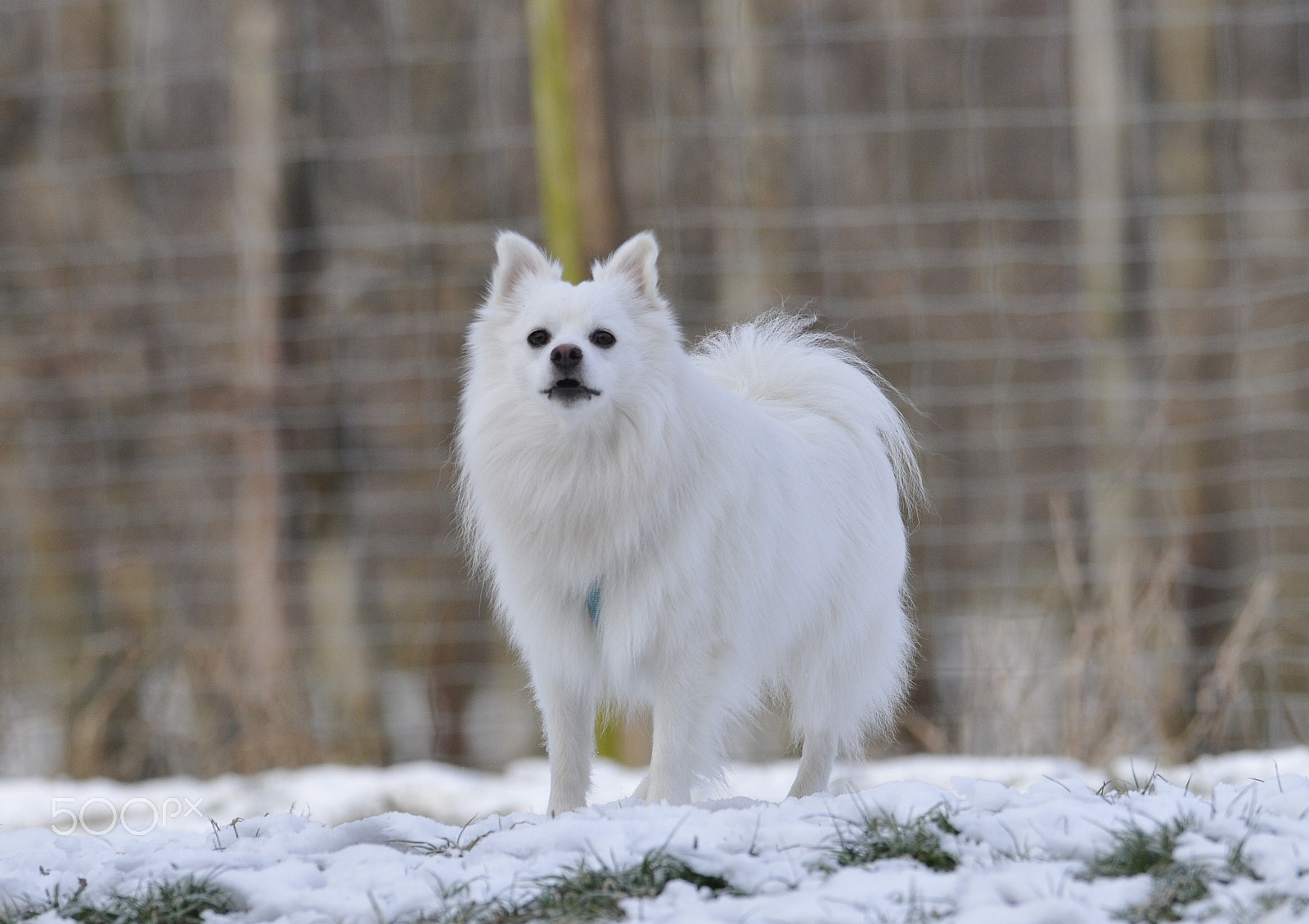 Nikon D300S + Nikon AF-S Nikkor 400mm F2.8G ED VR II sample photo. German spitz - keeshond photography